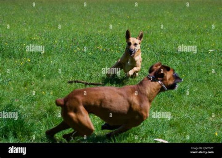 Are rodents afraid of dogs?