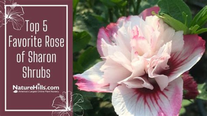 Are rose of Sharon blooms edible?