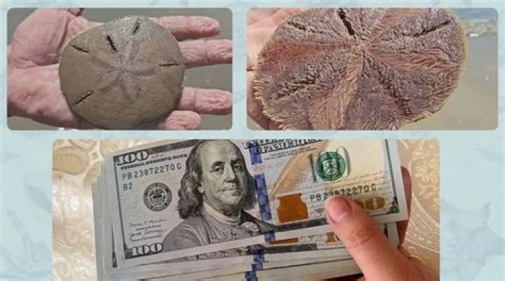 Are sand dollars illegal in Florida?