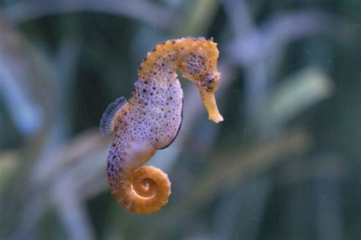 Are seahorses poisonous?