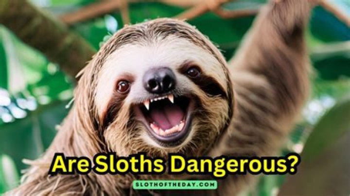 Are sloths always drunk?