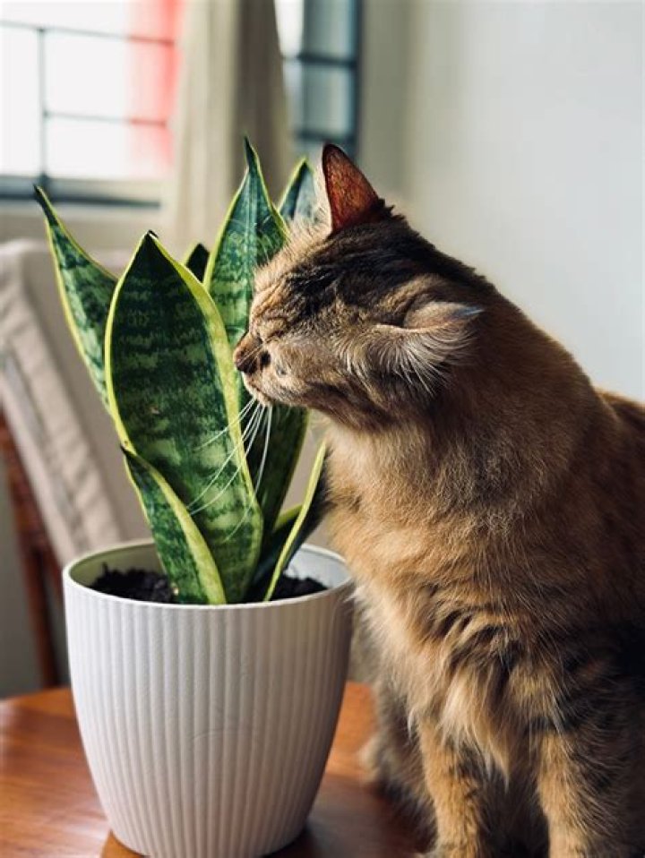 Are snake plants toxic to cats?