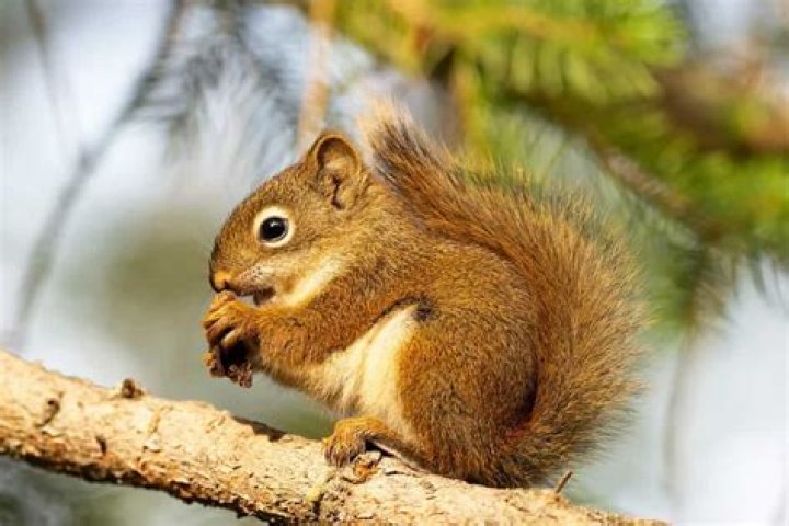 Are Squirrels smart?
