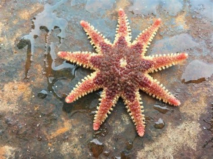 Are Starfish alive?