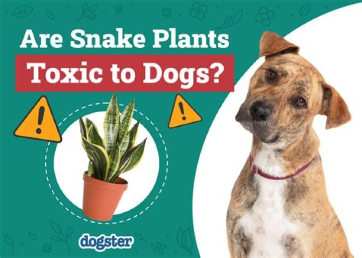 Are strawberry plants toxic to dogs?