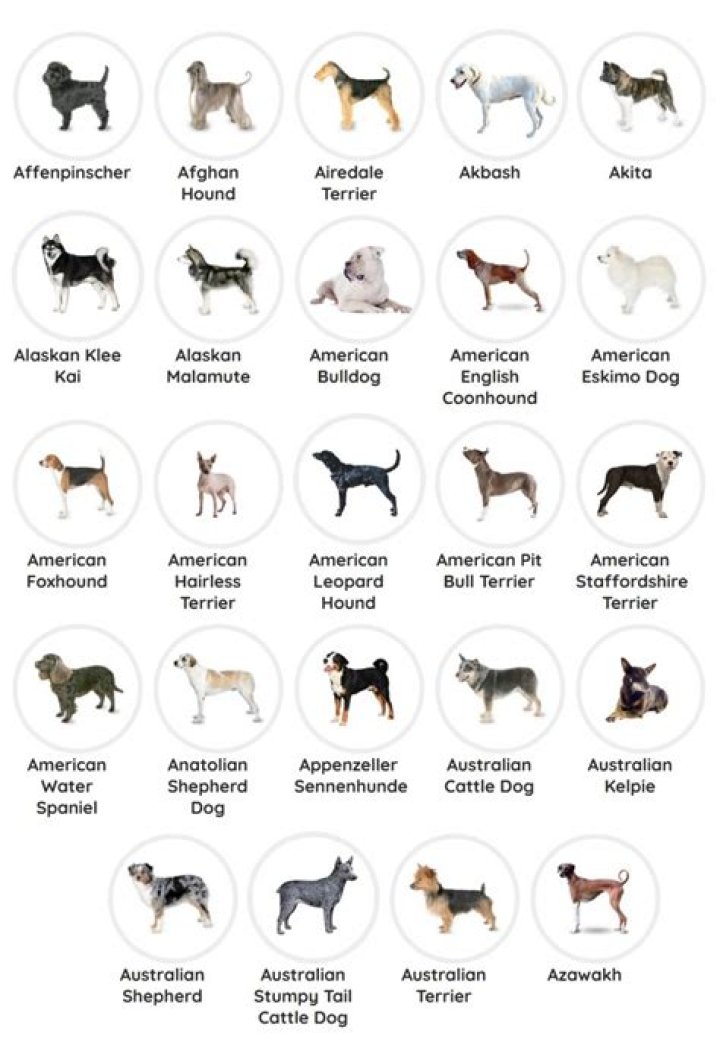 Are there any pure bred dogs?