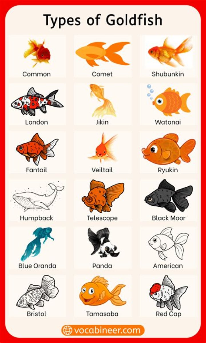 Are there black goldfish?