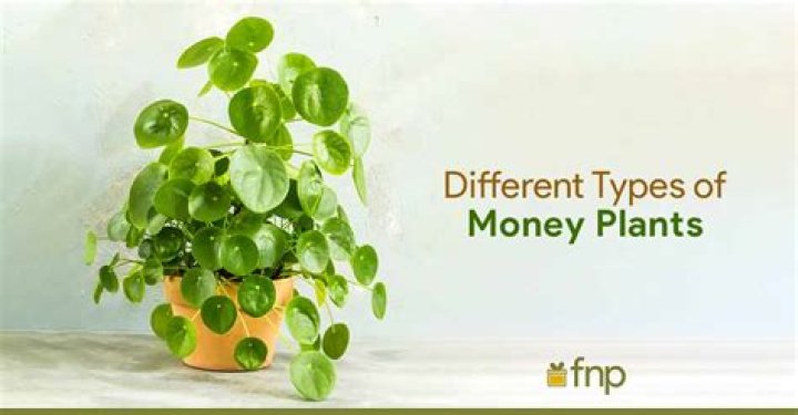 Are there different types of money trees?