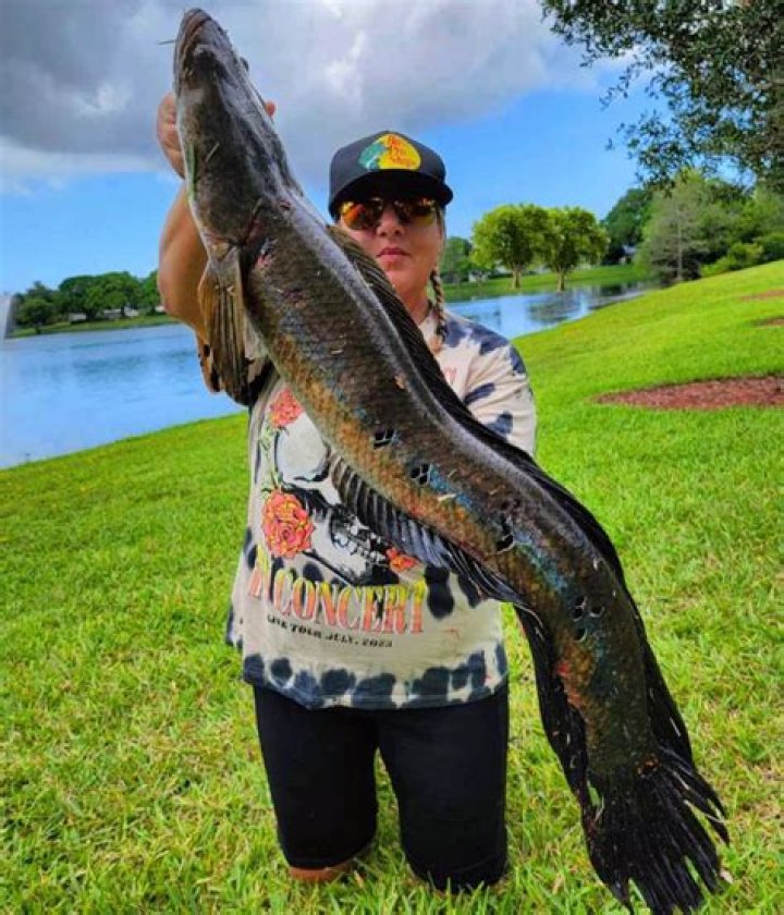 Are there snakeheads in Florida?