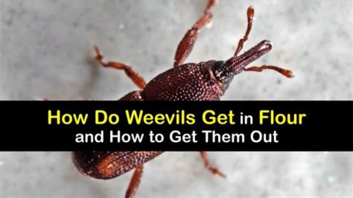 Are there weevil eggs in flour?