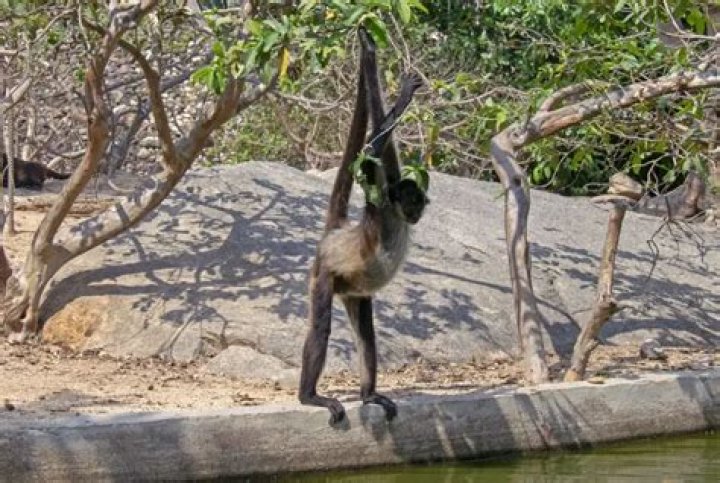 Are there wild monkeys in Puerto Vallarta Mexico?