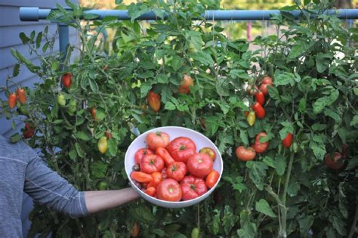 Are tomatoes sweeter in the morning?