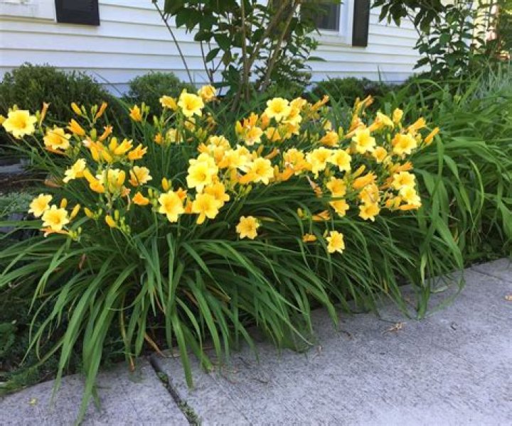 Are yellow daylilies deer resistant?