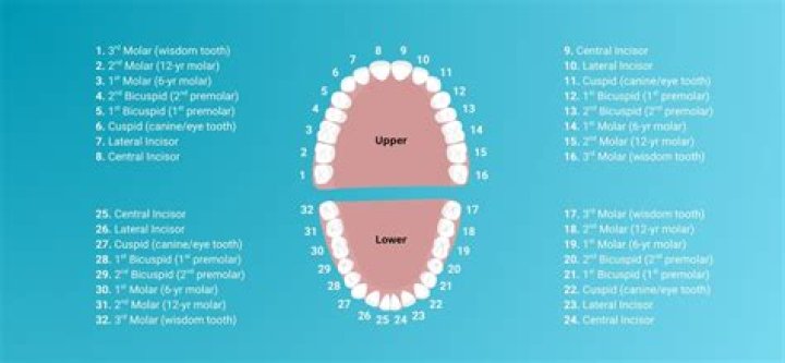 At what age all 32 teeth comes?