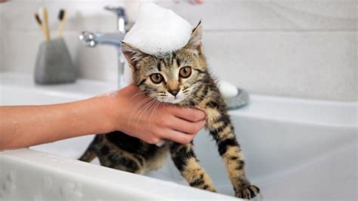 At what age can you bathe a kitten?