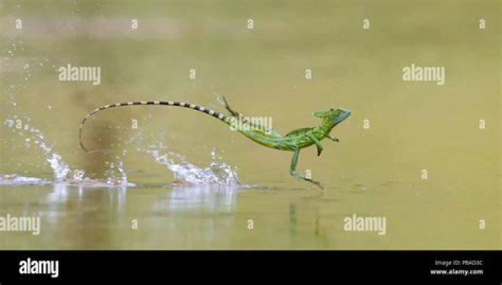 Can a basilisk run on water?
