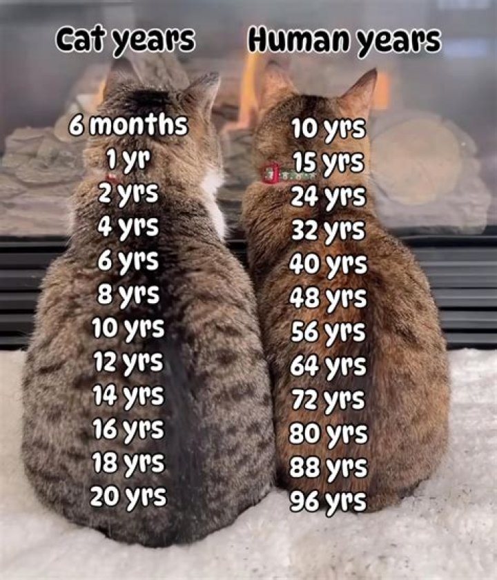 Can a cat be impregnated by more than one male?