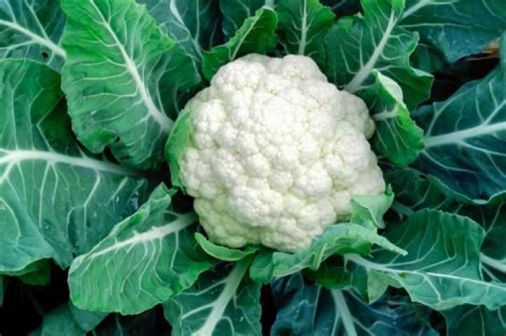 Can a dog eat cauliflower?