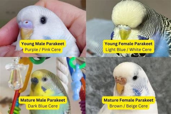 Can a female observe a male drug screen?