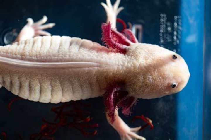 Can a leg regrow?