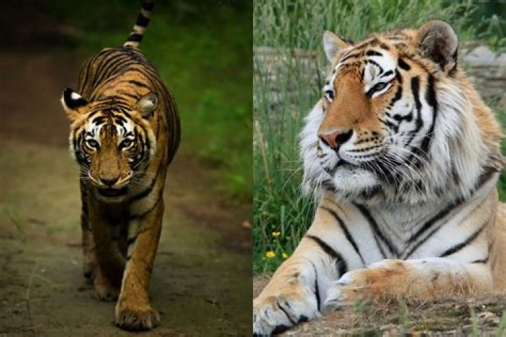Can a lion beat a Bengal tiger?