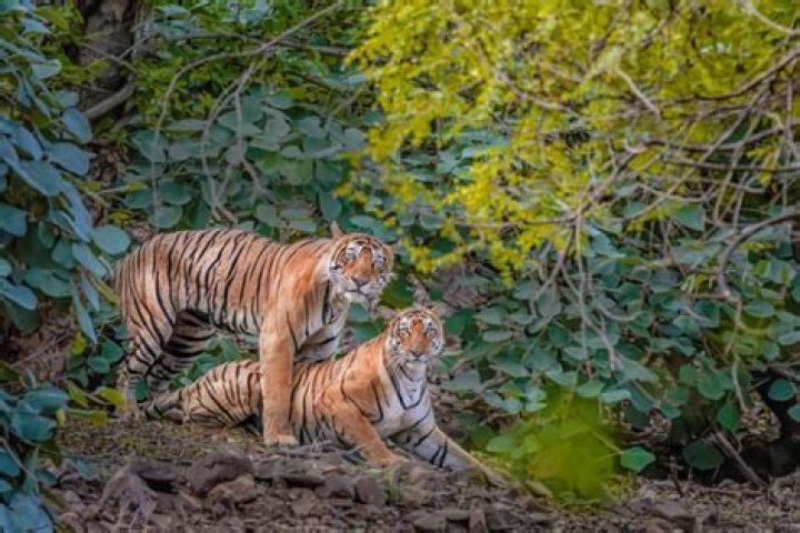 Can a lion meet a tiger?