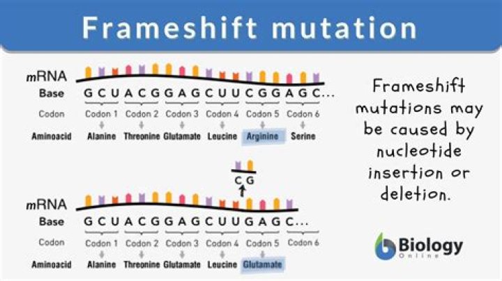 Can a point mutation cause a frameshift?