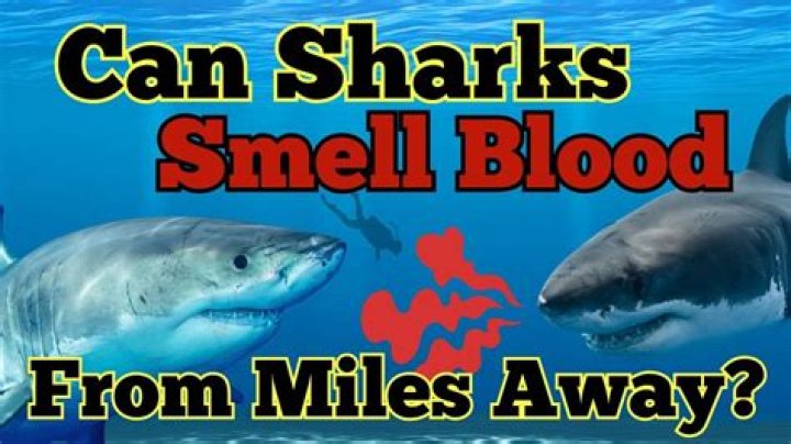 Can a shark smell fear?