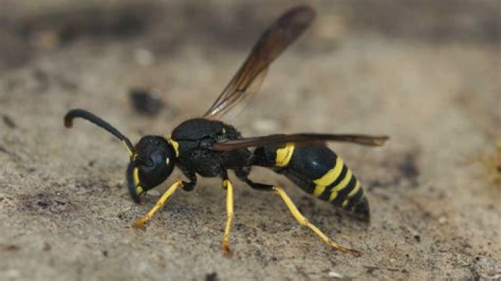 Can a wasp be a pet?
