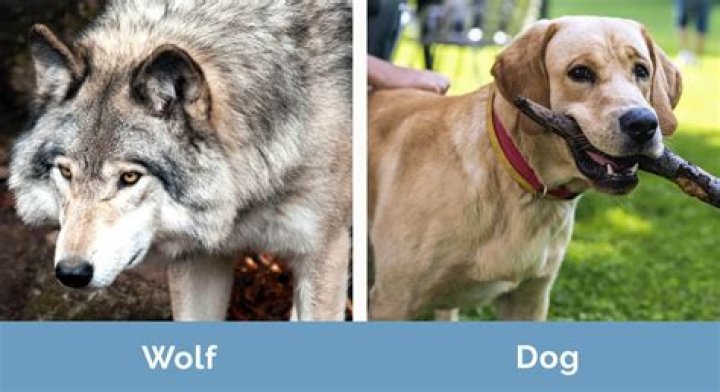 Can a wild dog and a wolf mate?
