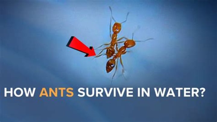 Can ants swim?