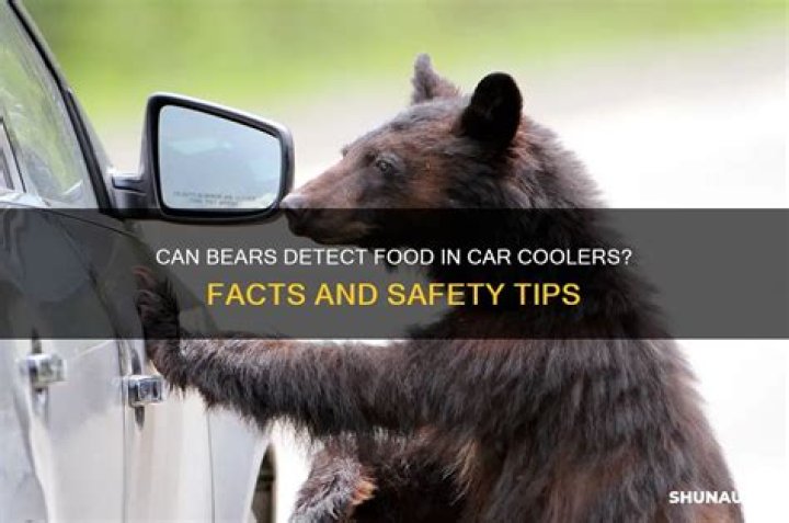 Can bears smell food in a cooler?
