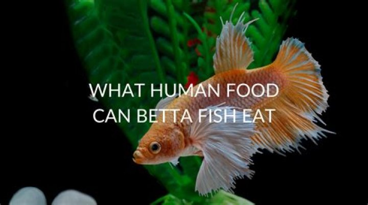 Can betta fish eat raw chicken?