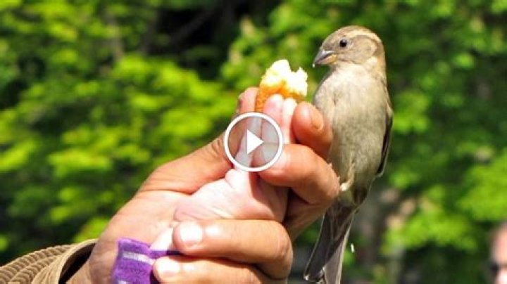Can birds eat onions?