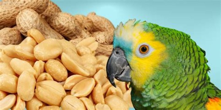 Can birds eat peanuts?