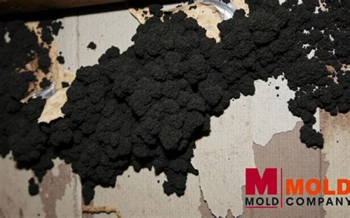 Can black mold come through drywall?
