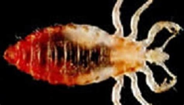 Can body lice jump?