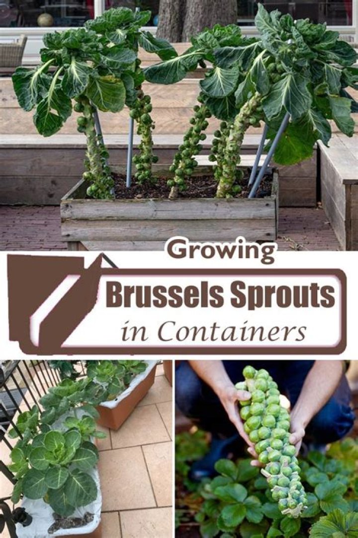 Can brussel sprouts go in compost?