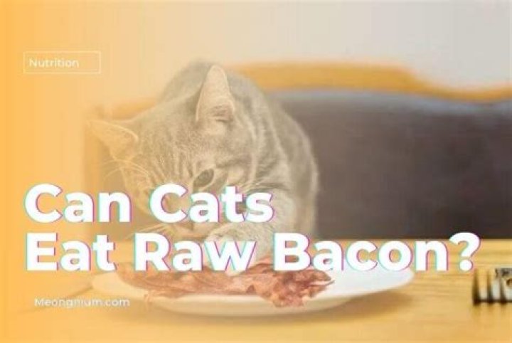 Can cat eat raw meat?