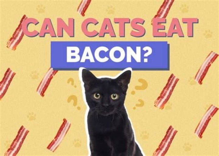 Can cats have bacon?