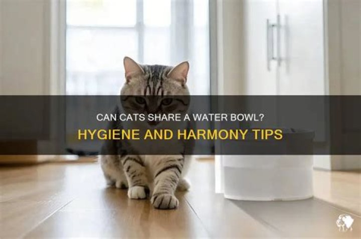 Can cats share a water bowl?