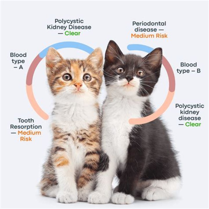 Can cats tell when you're crying?