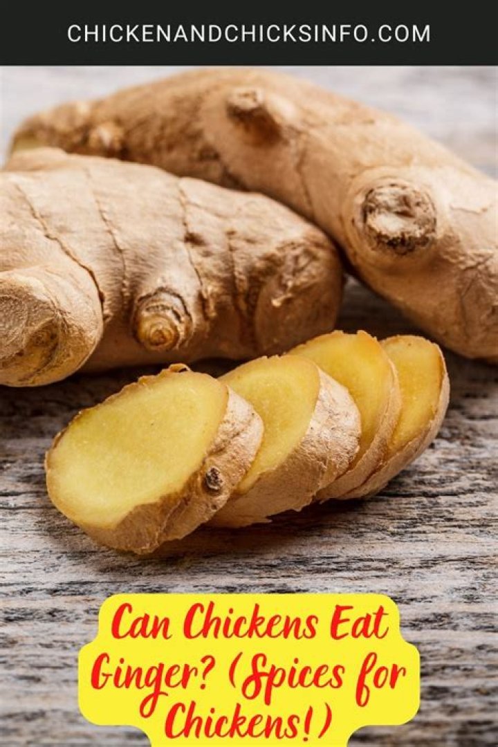 Can chickens eat ginger?