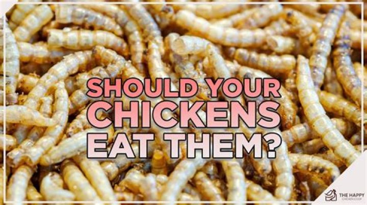 Can chickens eat too many mealworms?