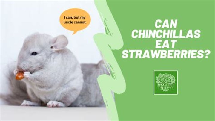 Can chinchillas learn their names?
