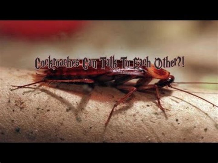 Can cockroaches talk to each other?