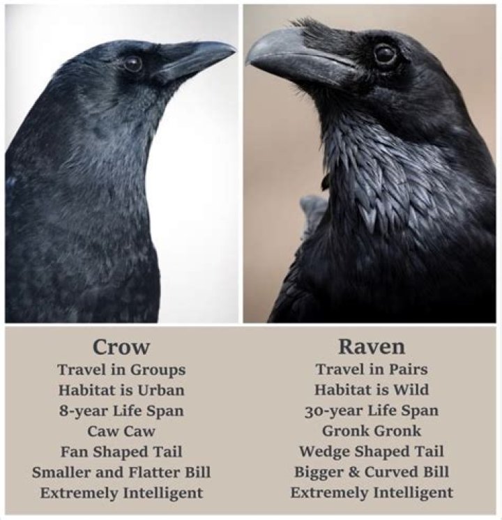 Can crows become pets?