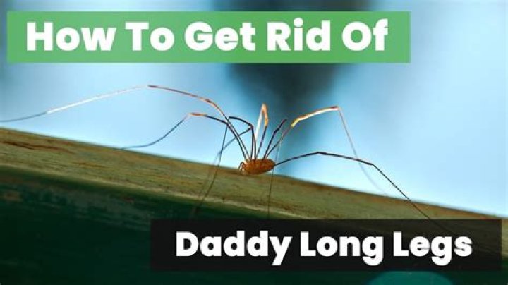 Can Daddy-Long-Legs see you?