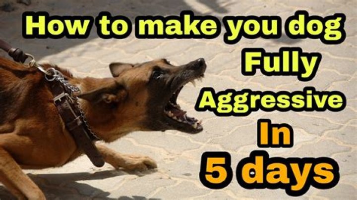 Can dogs be angry at their owners?