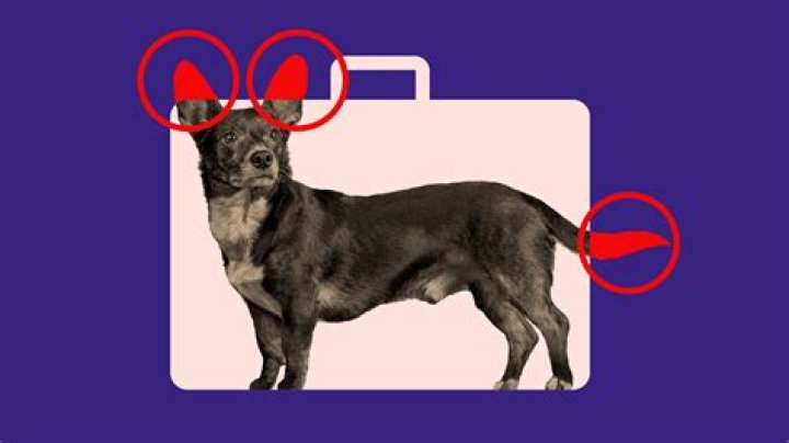 Can dogs be friends again after a fight?